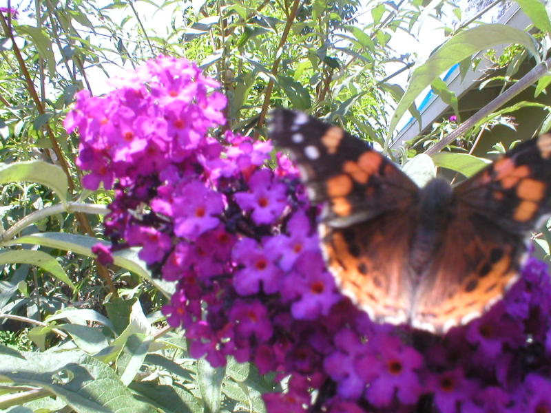 Vanessa atalanta x cardui (Internet Image property of respective owner, non-commercial use only)